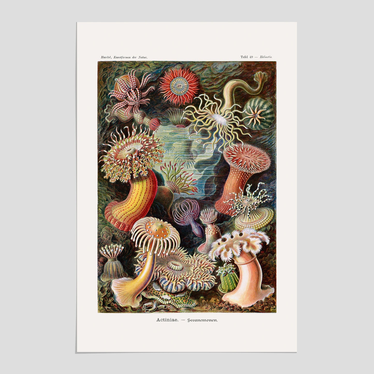 Vintageposter med en färggrann illustration av havsanemoner ritad av tyska biologen Ernst Haeckel år 1904