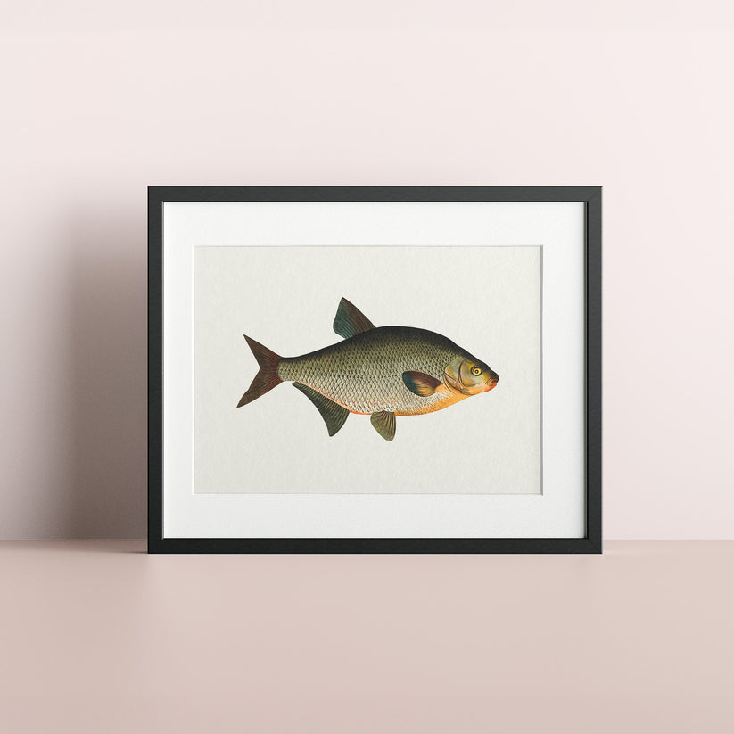 Brax poster – Plansch med fisk, fiskposter – Creative Walls