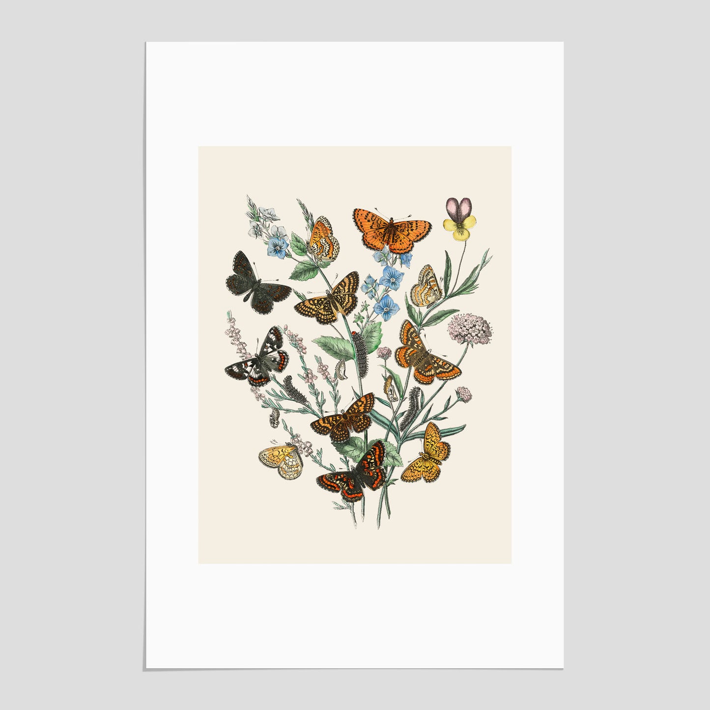 Poster med en illustration av fjärilar