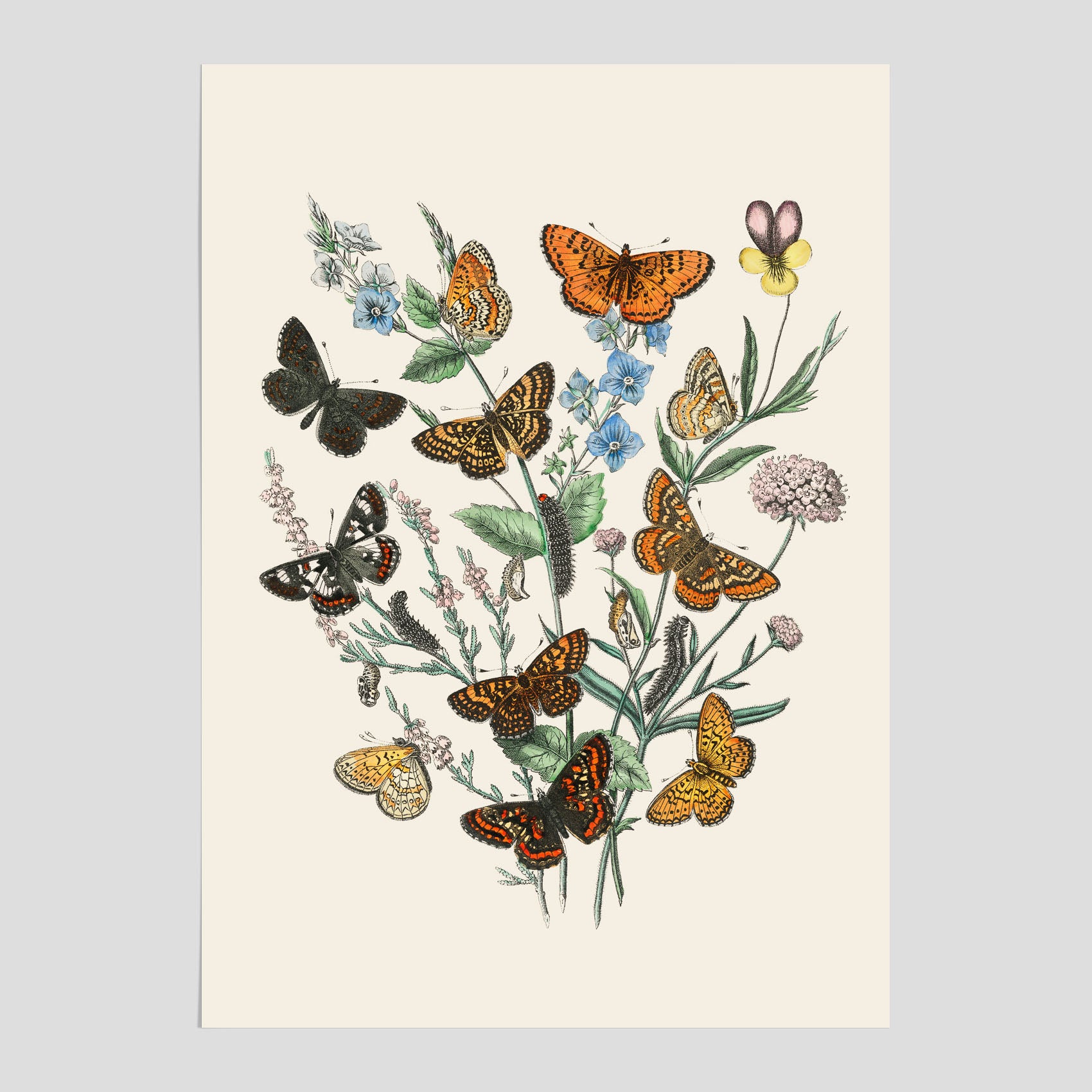 Poster med en illustration av fjärilar