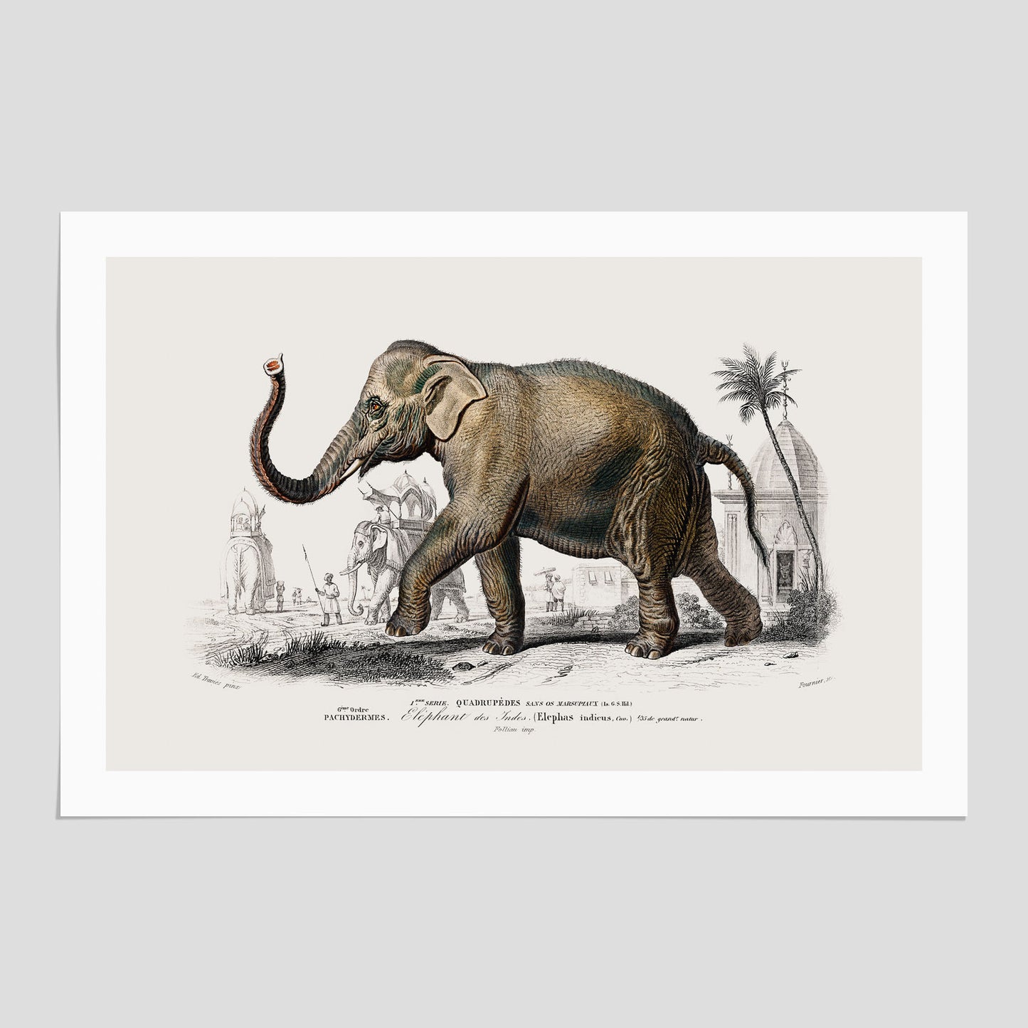 Historisk poster från 1837 som visar en illustration av en elefant