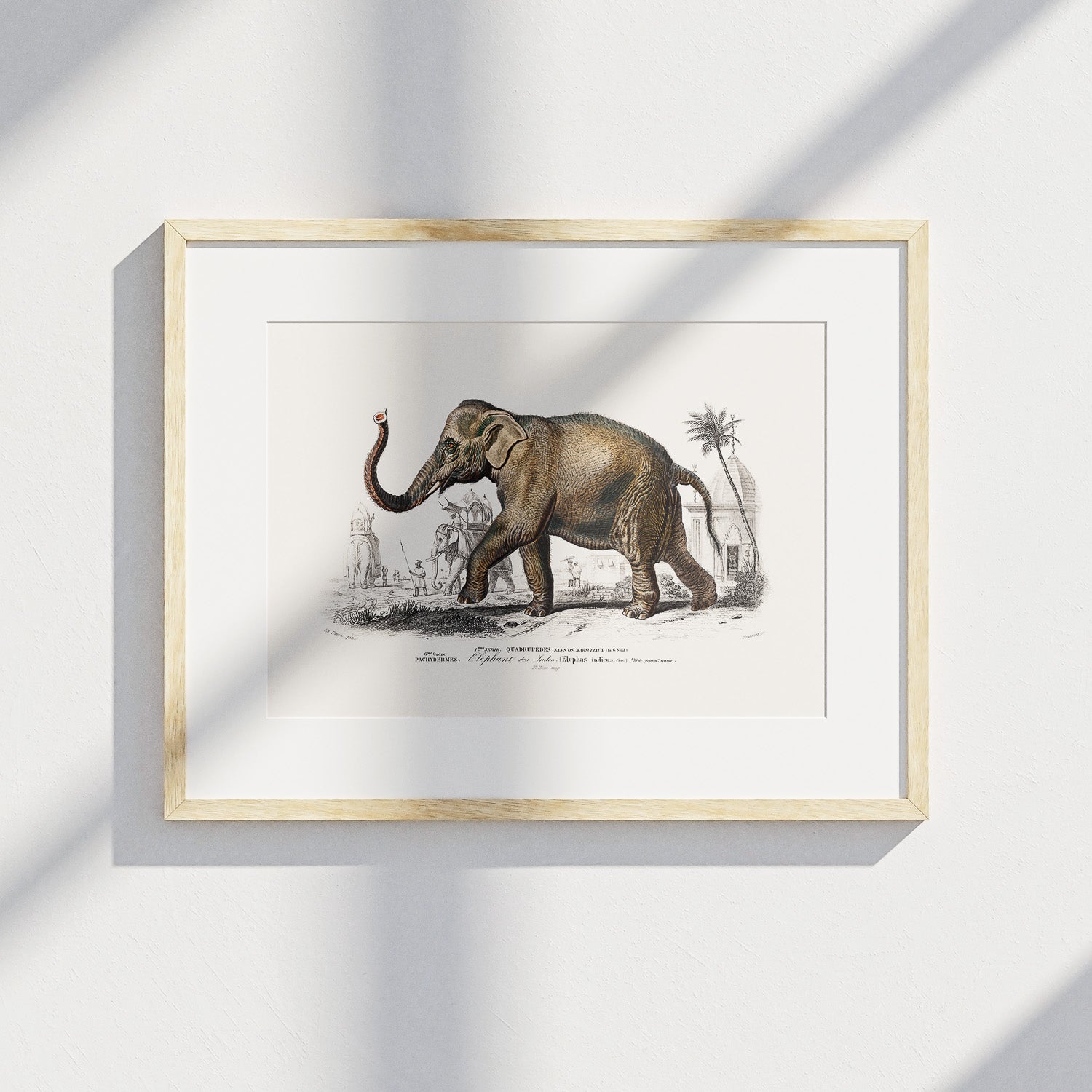 Historisk poster från 1837 som visar en illustration av en elefant