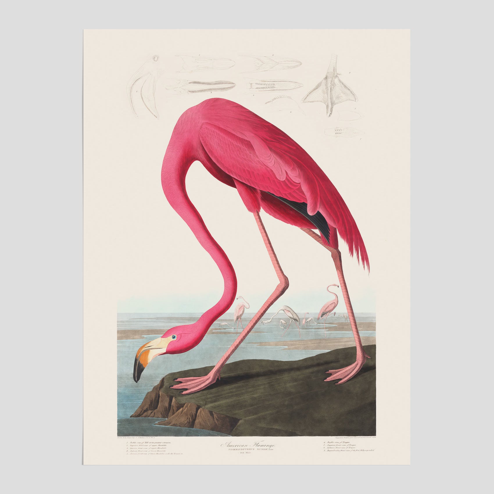 Rosa Flamingo poster vintage illustration konst