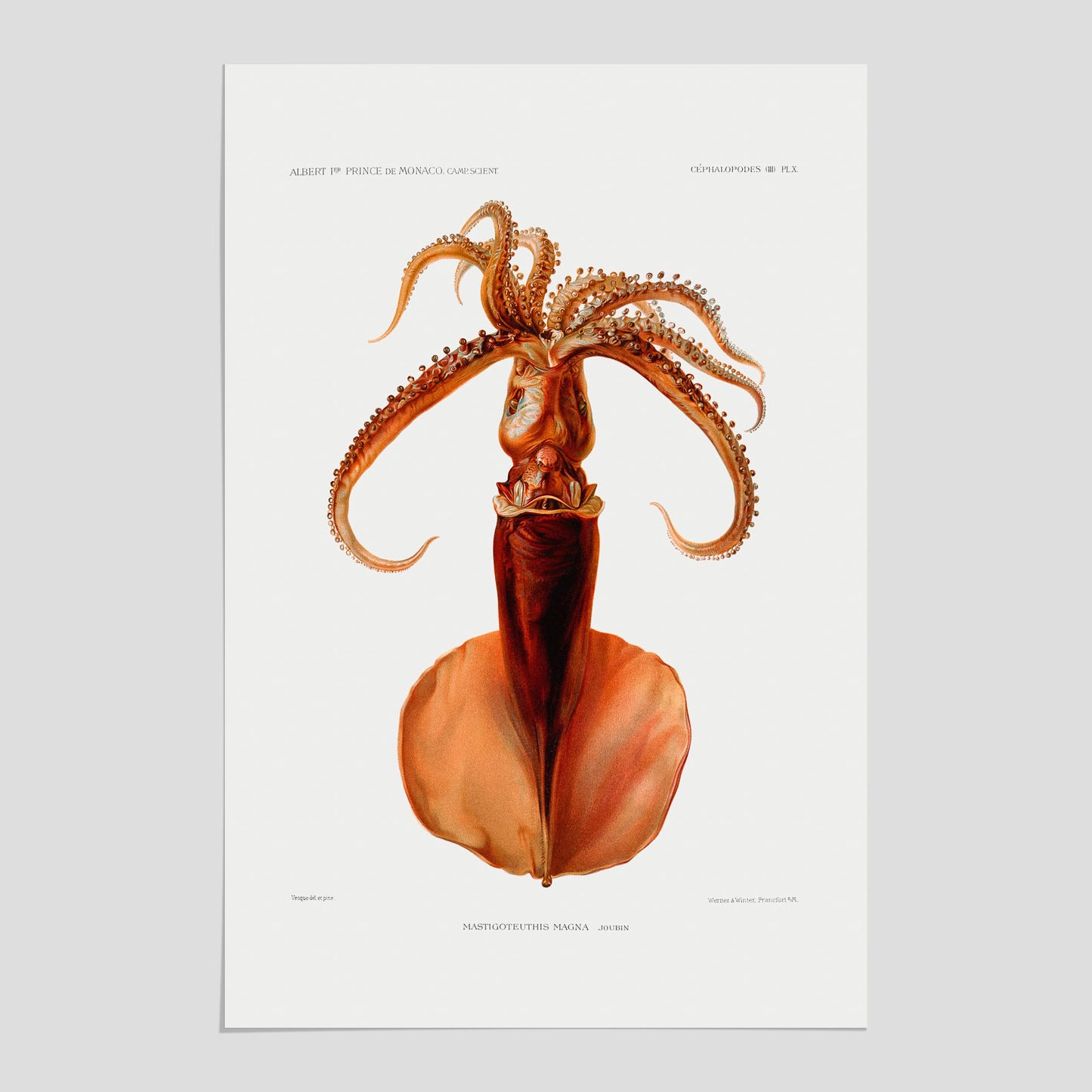 En vintageposter med en illustration av en bläckfisk från boken "Résultats des campagnes scientifiques du prince de Monaco"