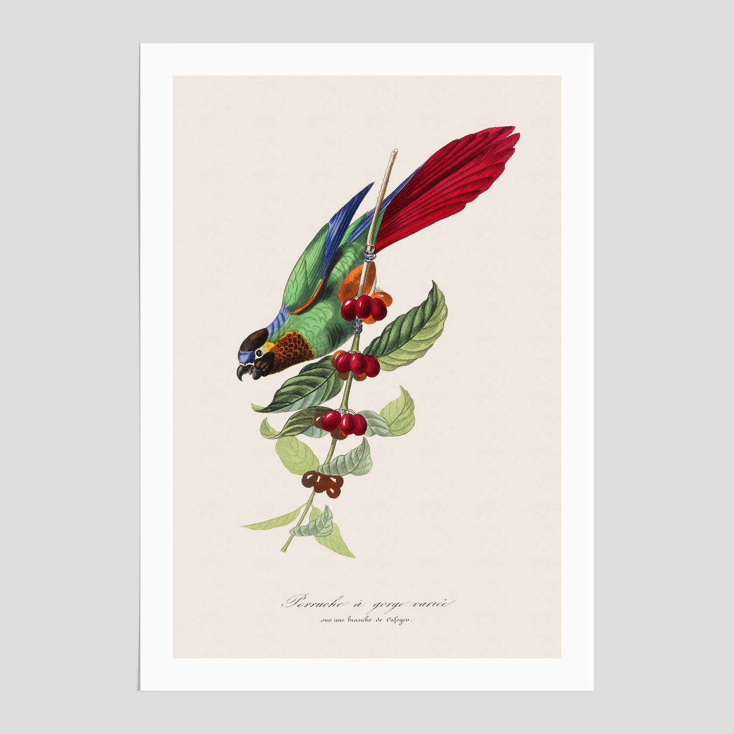 Parakit & Kaffeplanta poster  – Vintageposter med fågel och kaffe