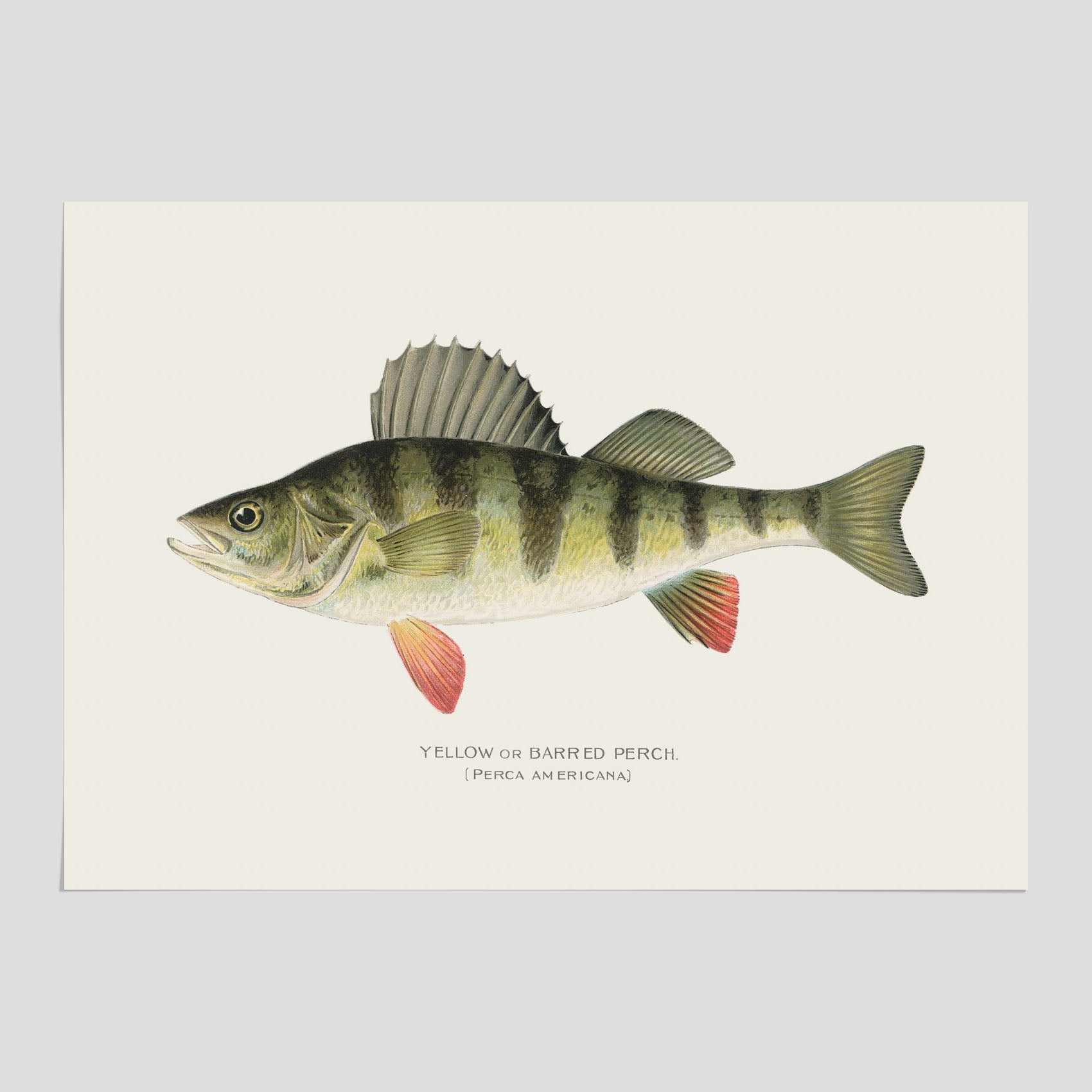 Abborre Poster – Plansch med fisk – Fiskposter