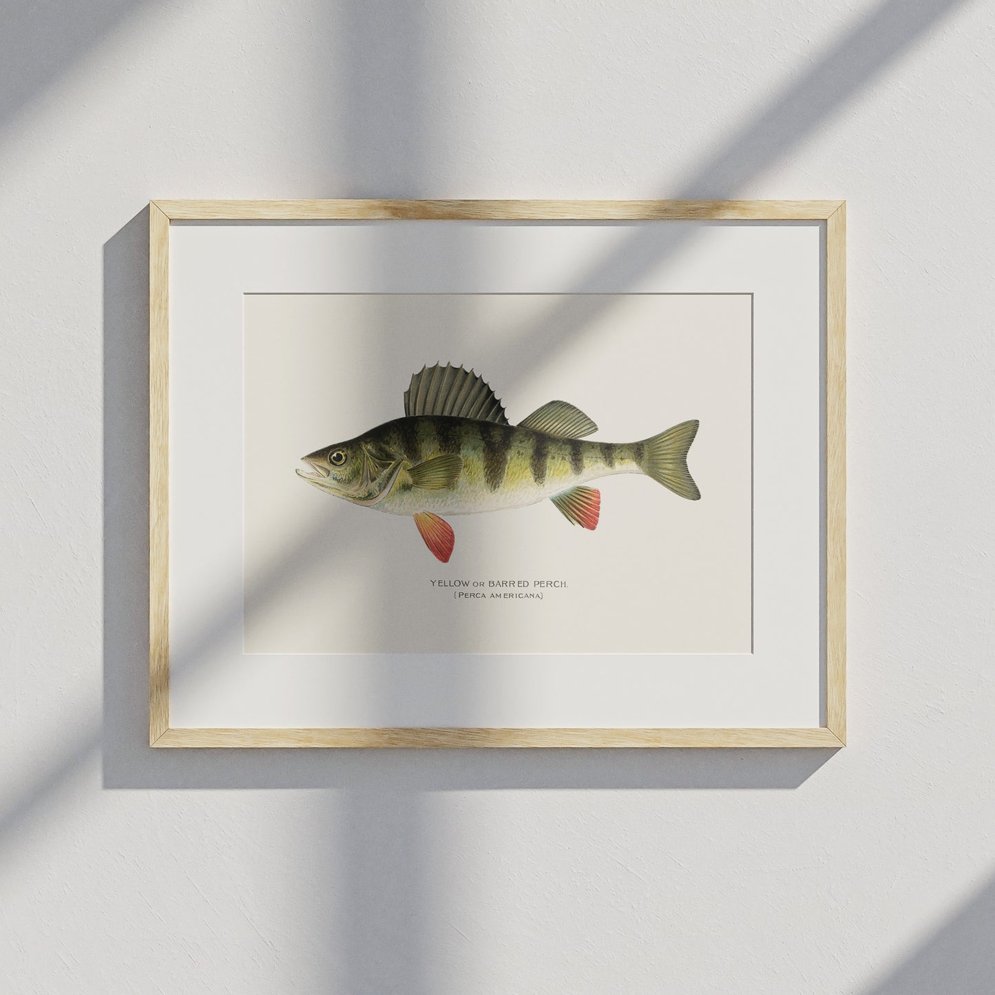 Abborre Poster – Plansch med fisk – Fiskposter