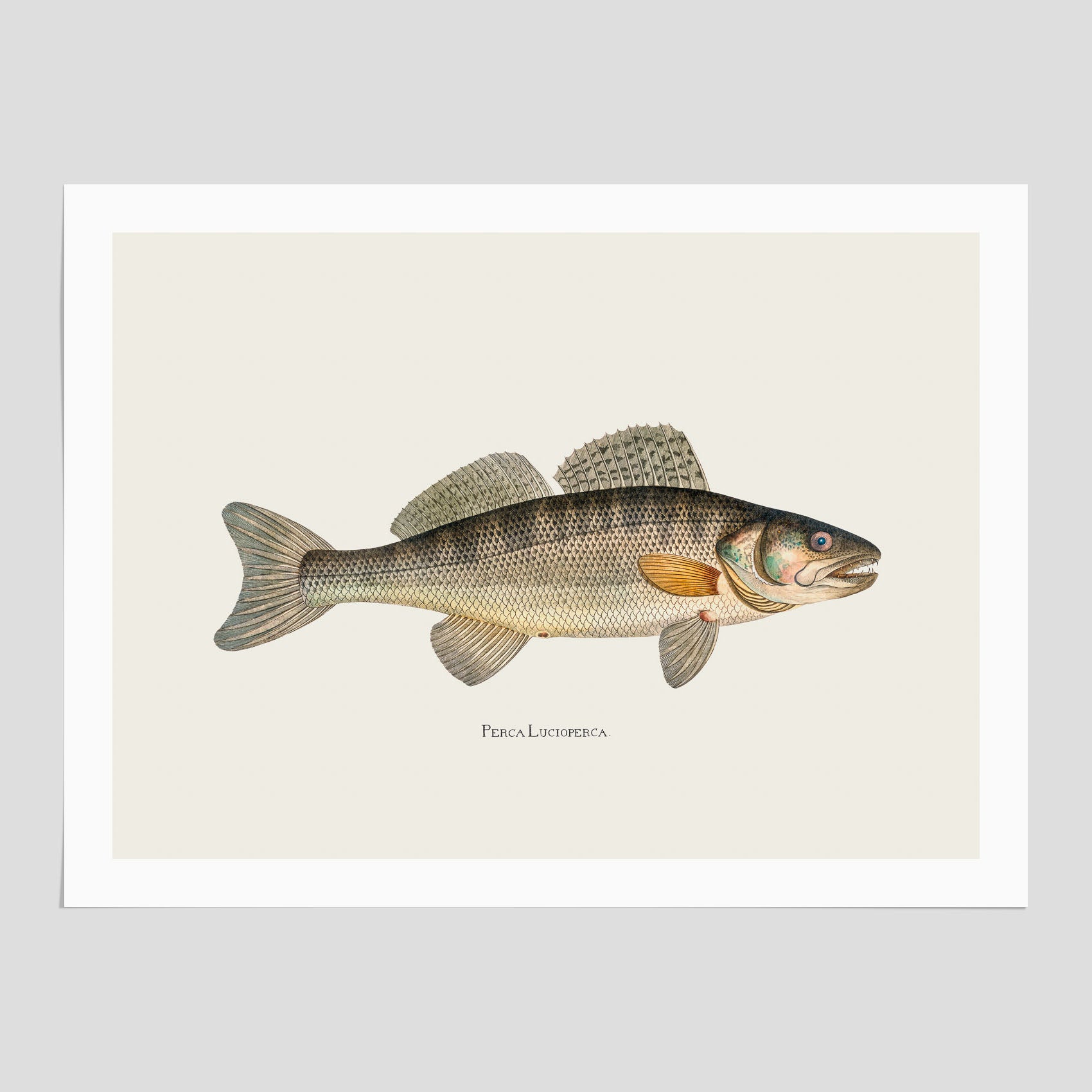 Gös Poster – Plansch med fisk, skolposter