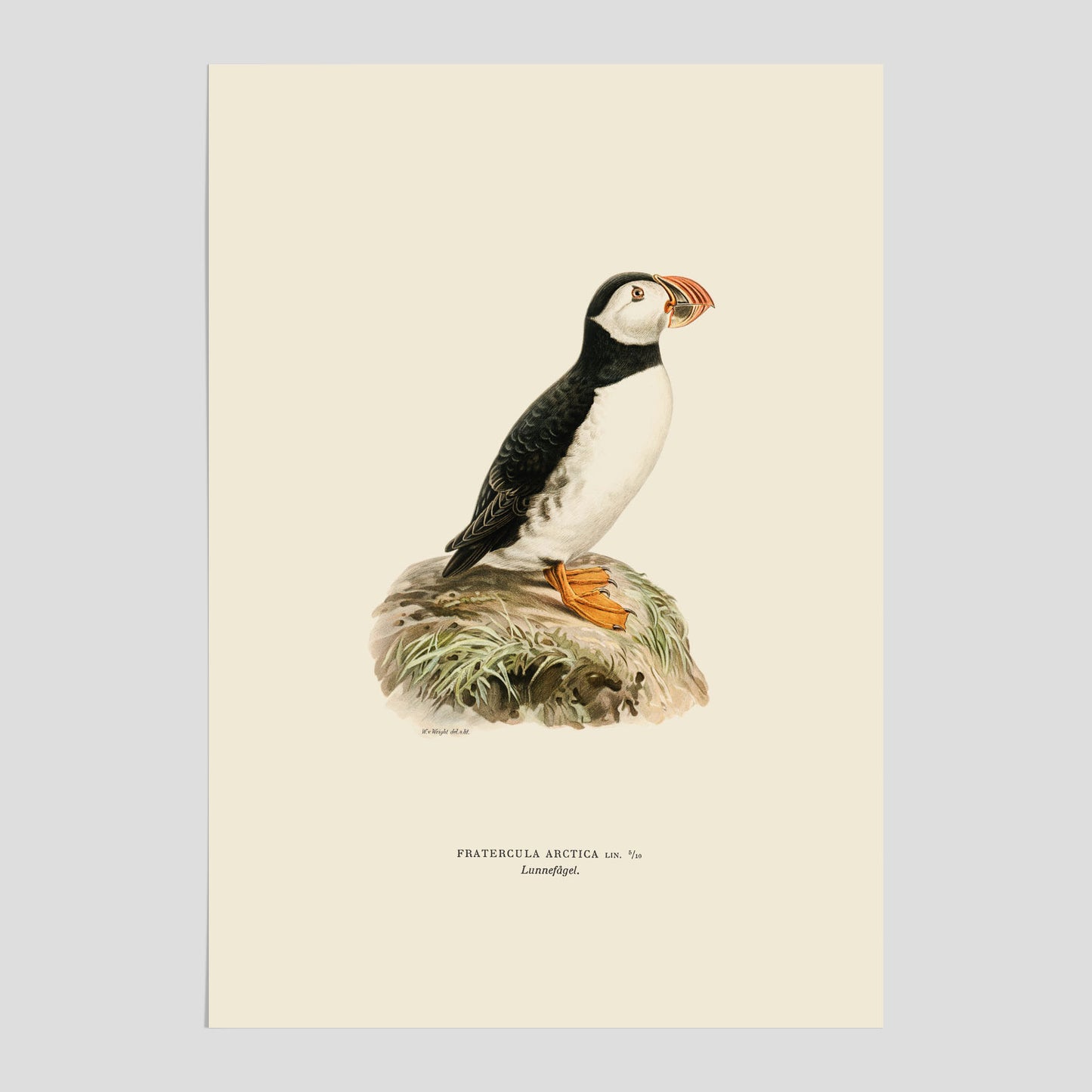 Vintageposter föreställande en lunnefågel, ritad av bröderna von Wright