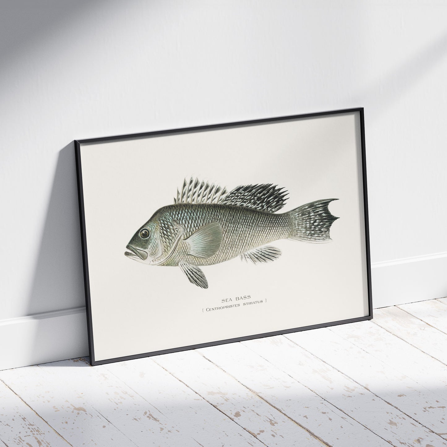 Tavla med en Havsabborre poster – Plansch med fisk, fiskposter