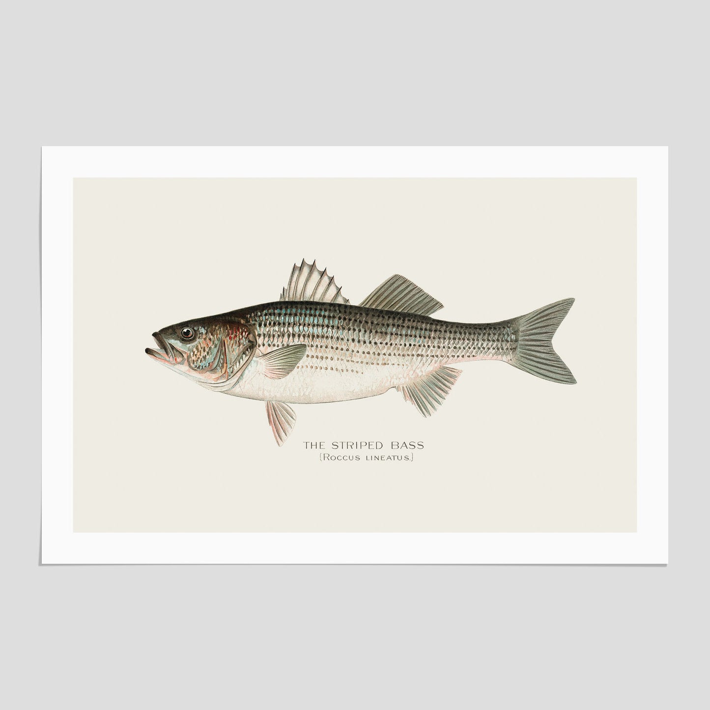 Strimmig Havsabborre poster – Plansch med fisk