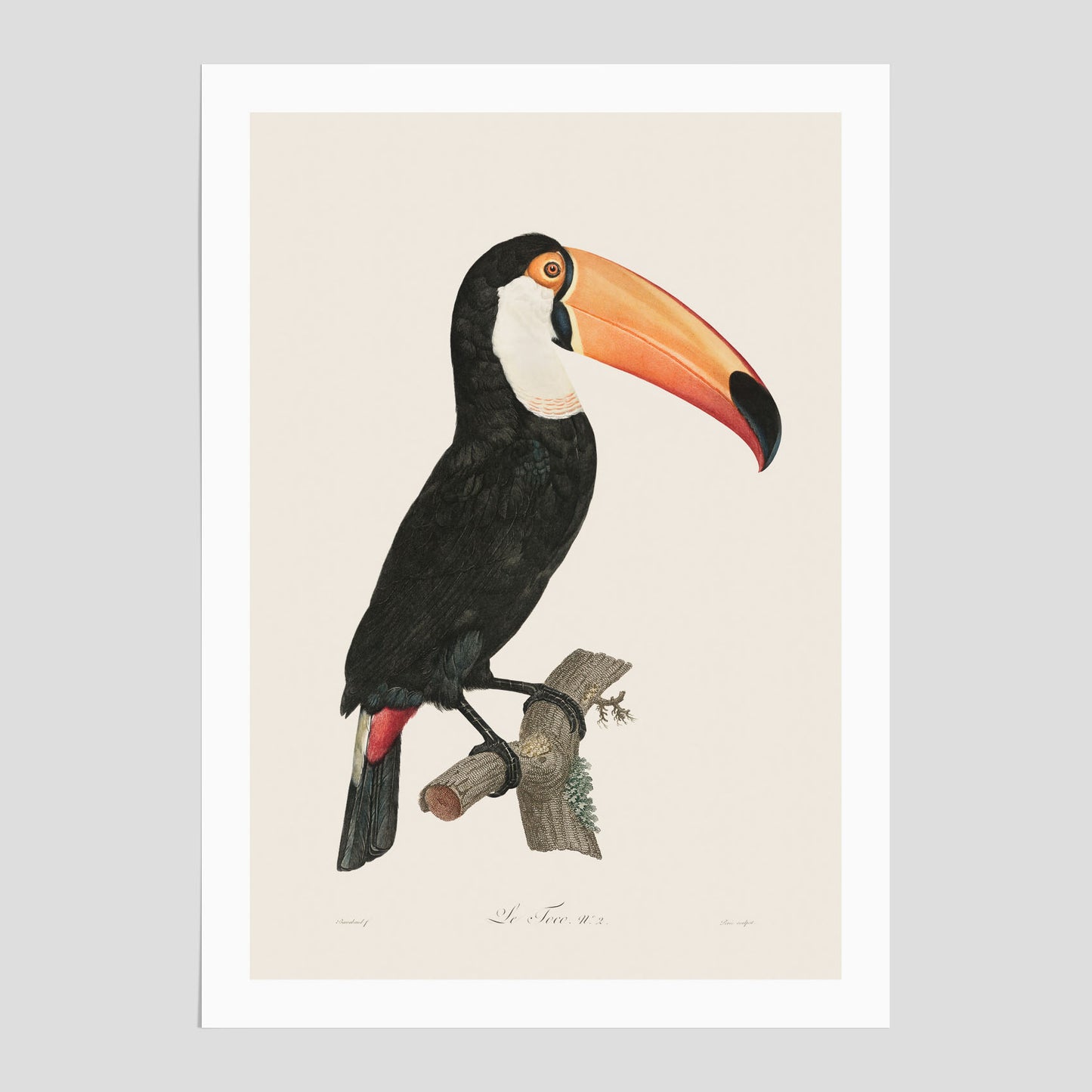Tocotukan poster  – Vintageplansch med fågel