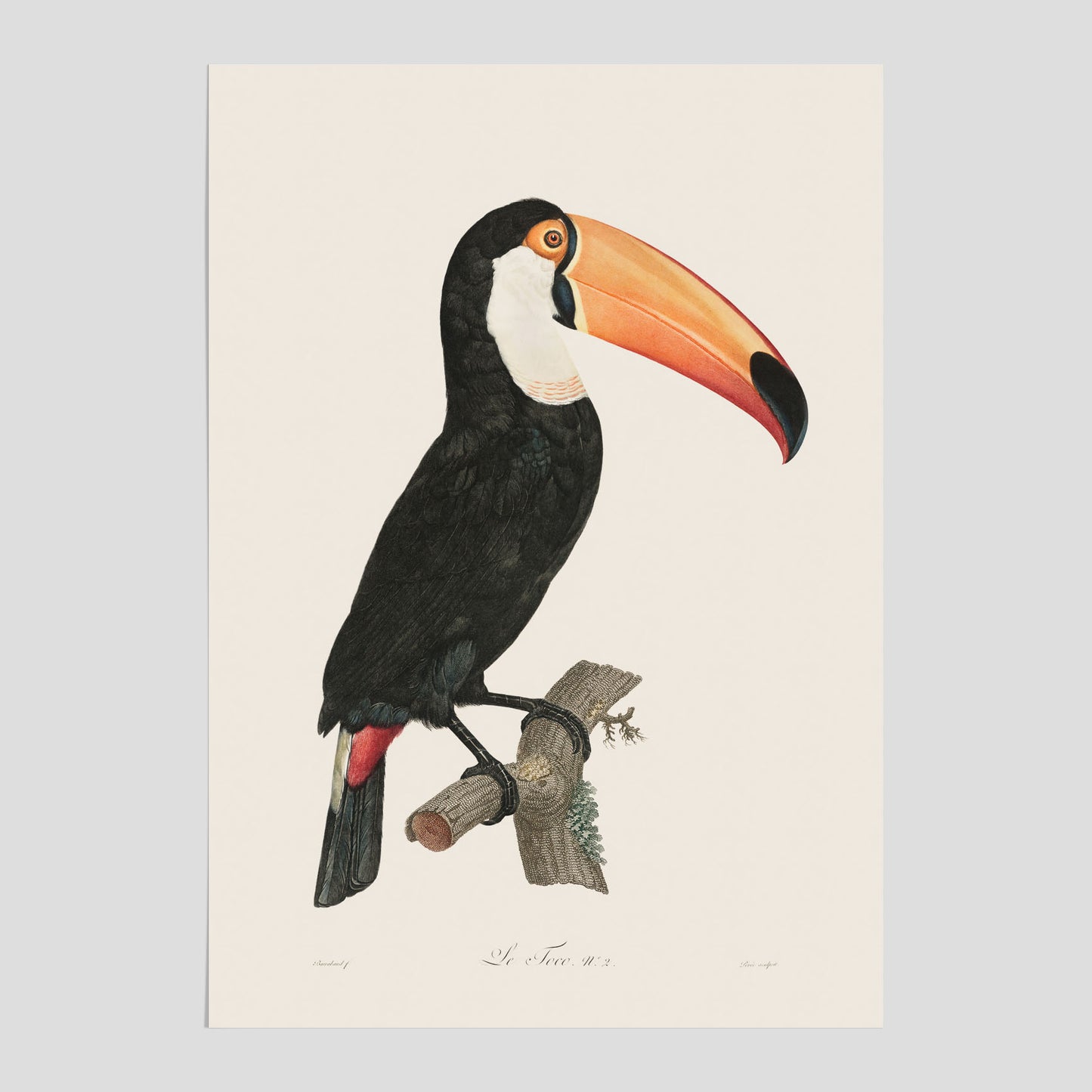 Tocotukan poster  – Vintageplansch med fågel