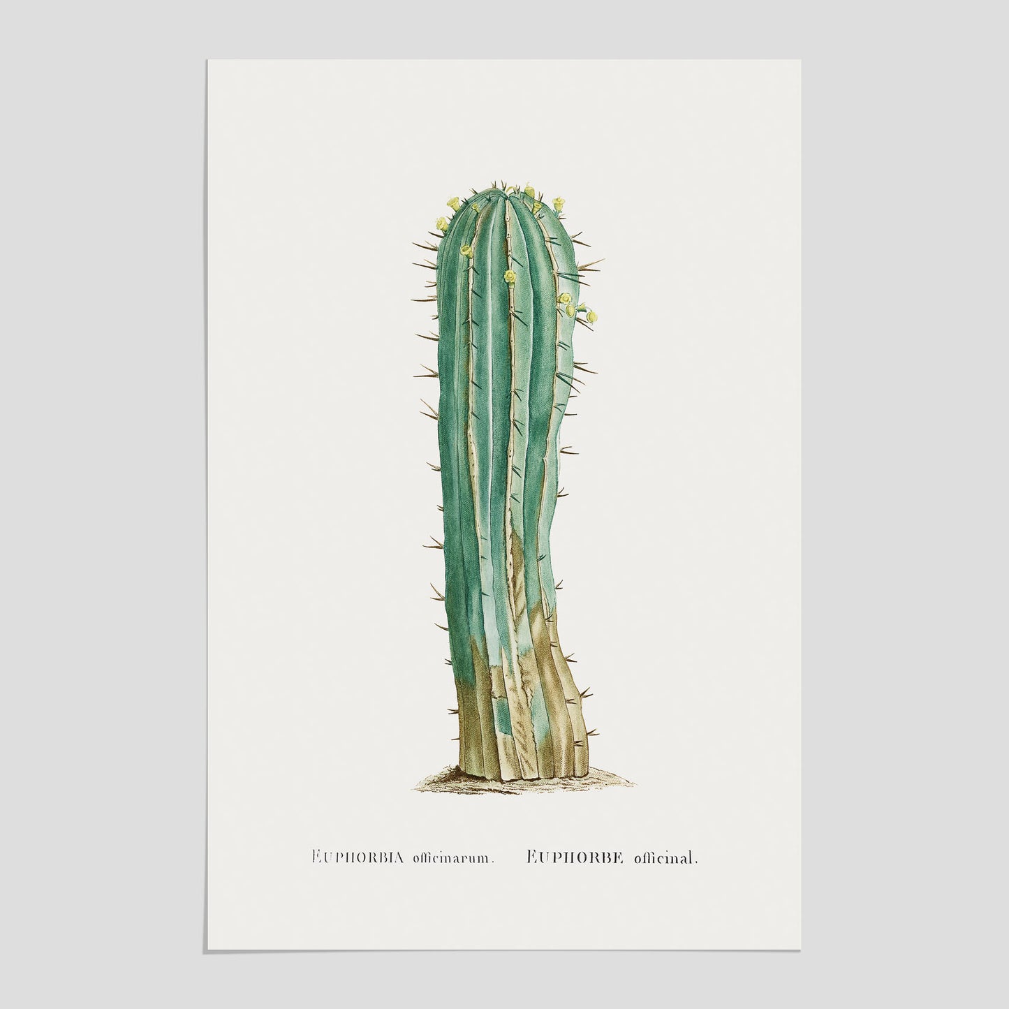 Vintageposter med en illustration av en kaktus