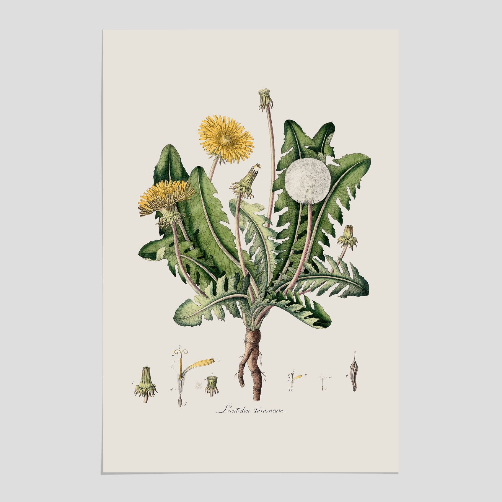 Maskros poster  – Botanisk poster, vintage, skolposter