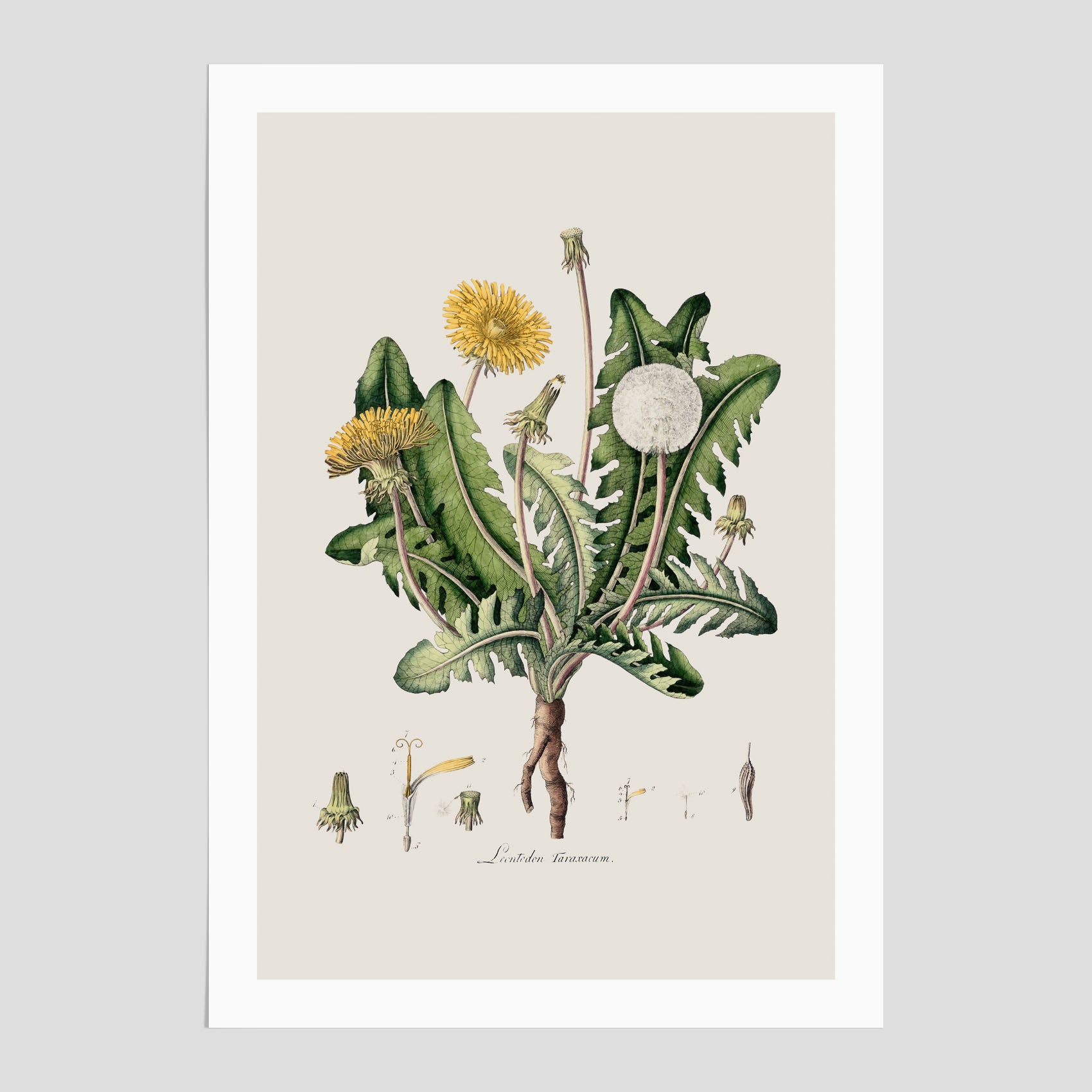 Maskros poster  – Botanisk poster, vintage, skolposter