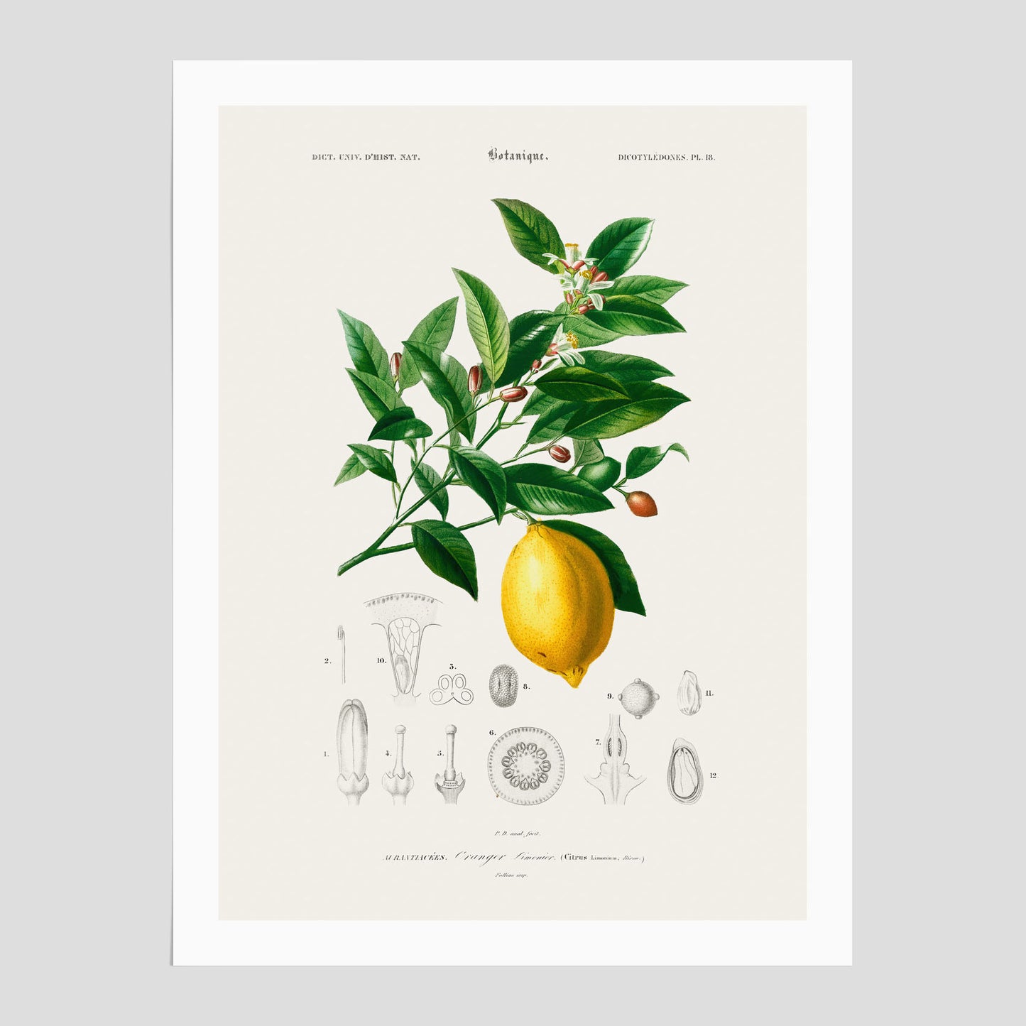 Citron poster – Plansch med frukt, fruktposter, citrontavla, tavla med citroner