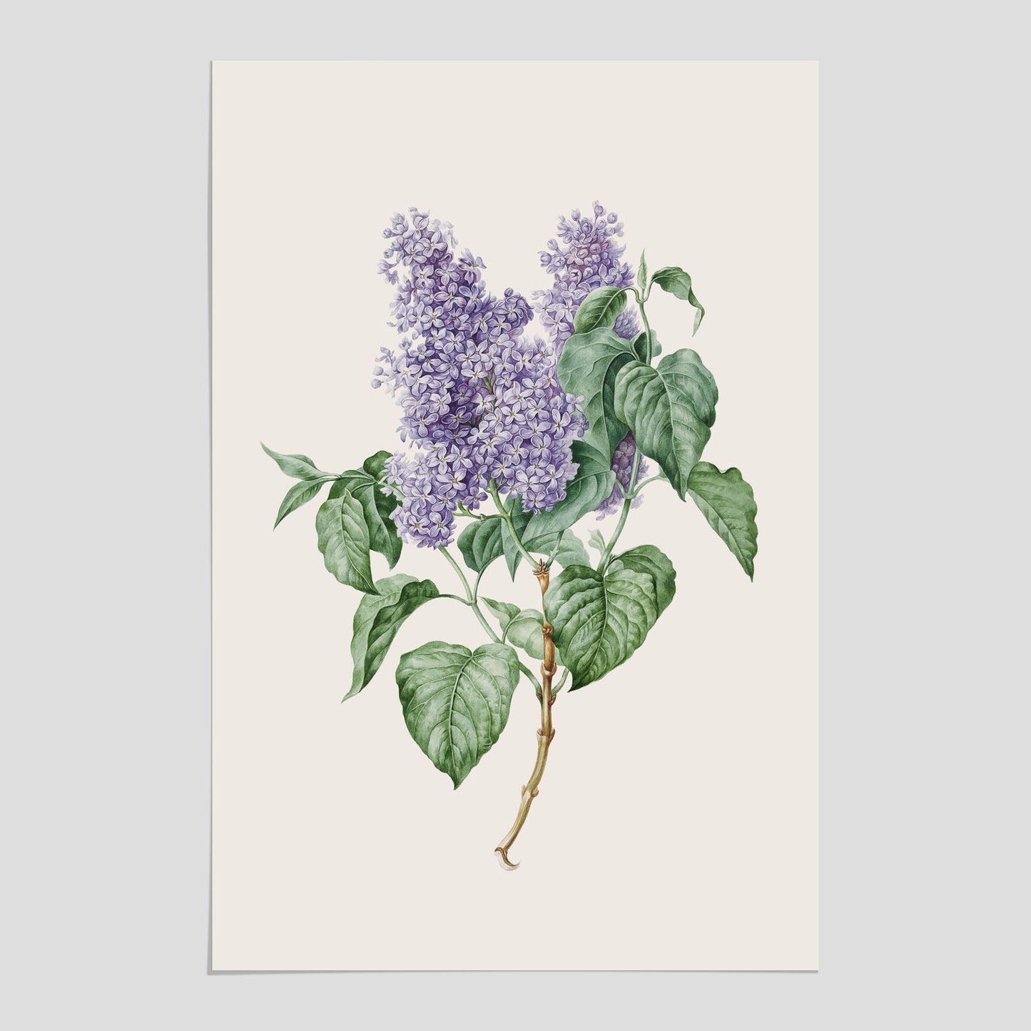 Poster av en lila syren, ritad av konstnären Maria Geertruida Barbiers-Snabilié