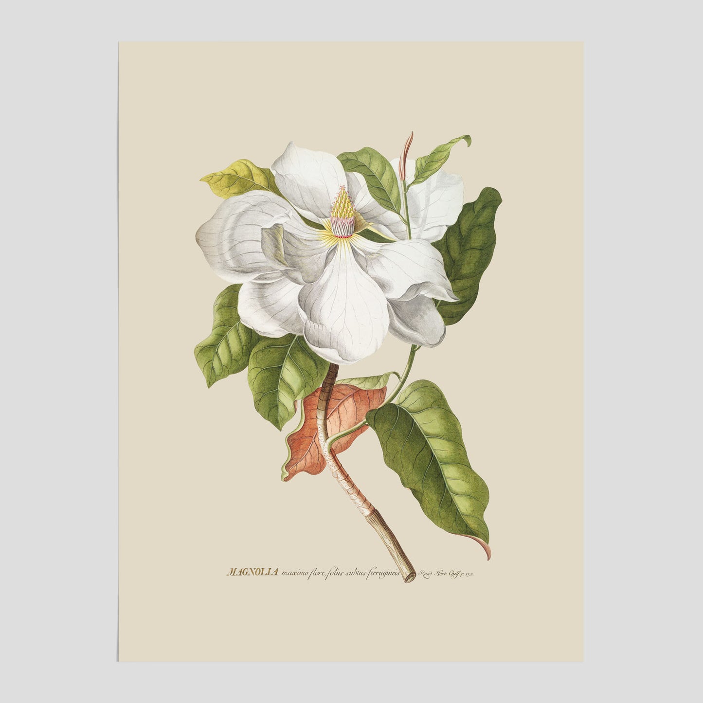 Magnolia – Botanisk tavla och poster