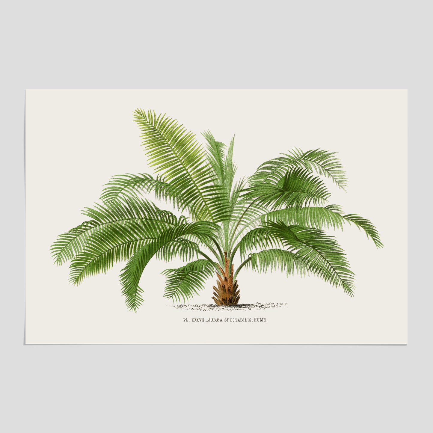 Botanisk vintageposter med en illustration av ett palmträd, ritad av Pieter Joseph de Pannemaeker
