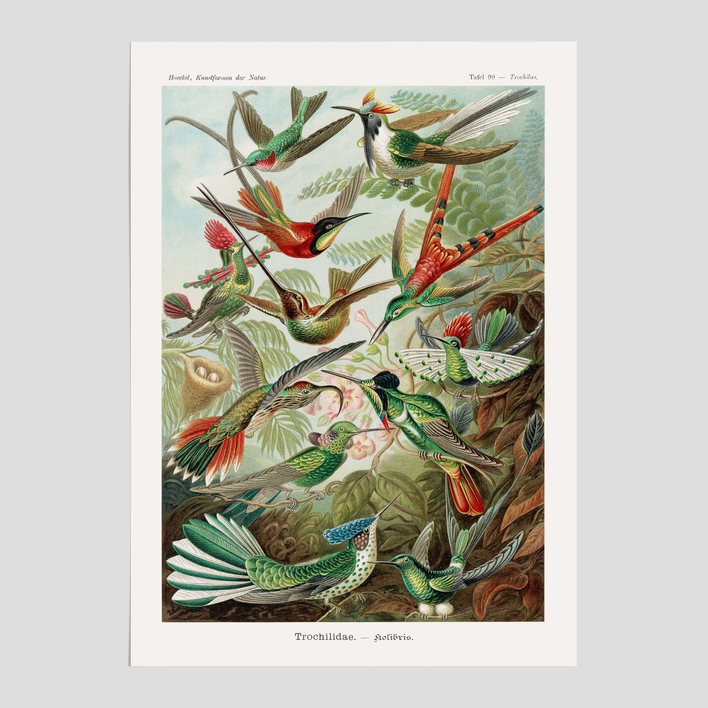Vintageposter med illustrationer av kolibrier ritad av tyska biologen Ernst Haeckel år 1904