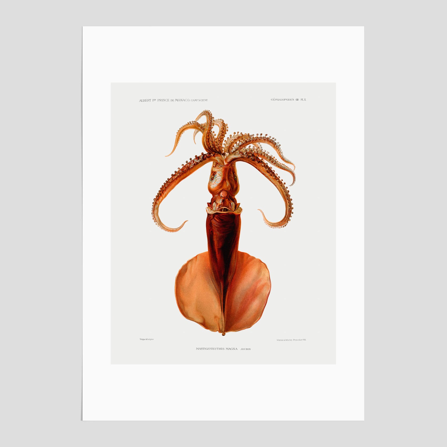 En vintageposter med en illustration av en bläckfisk från boken "Résultats des campagnes scientifiques du prince de Monaco"