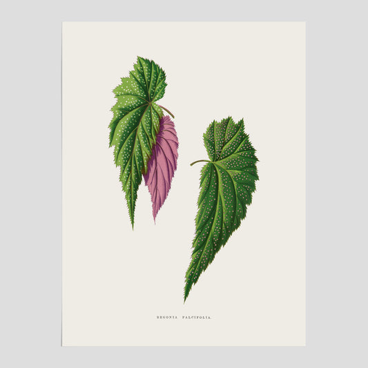 Poster med en begoniaillustration av Benjamin Fawcett från boken Les Plantes à Feuillage Coloré