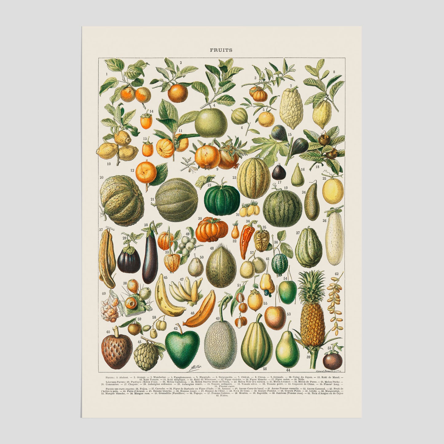 Poster med en vintageillustration av olika frukter och grönsaker