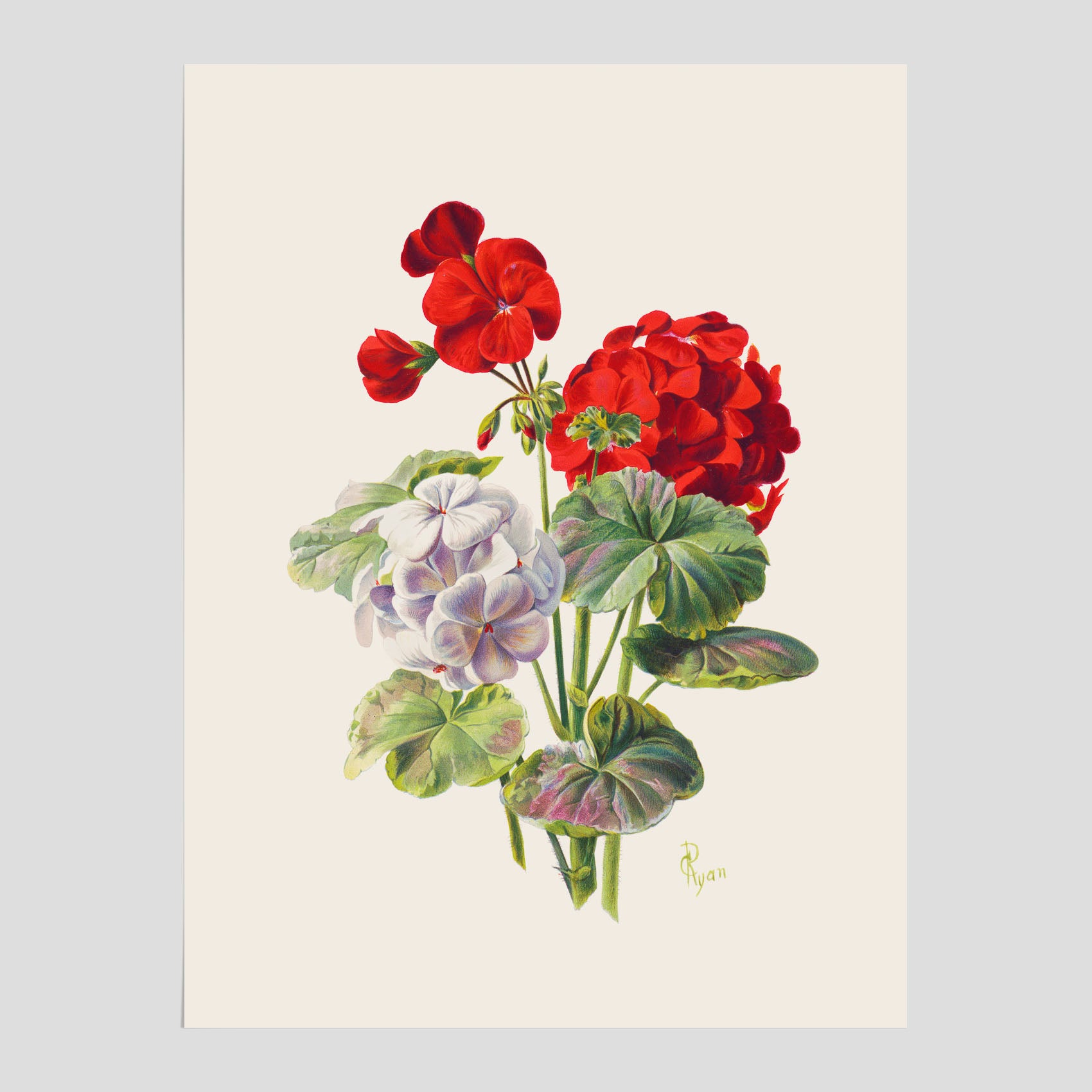 En botanisk vintageposter med en illustration av en geraniumväxt med röda och vita blommor ritad av Charles Ryan