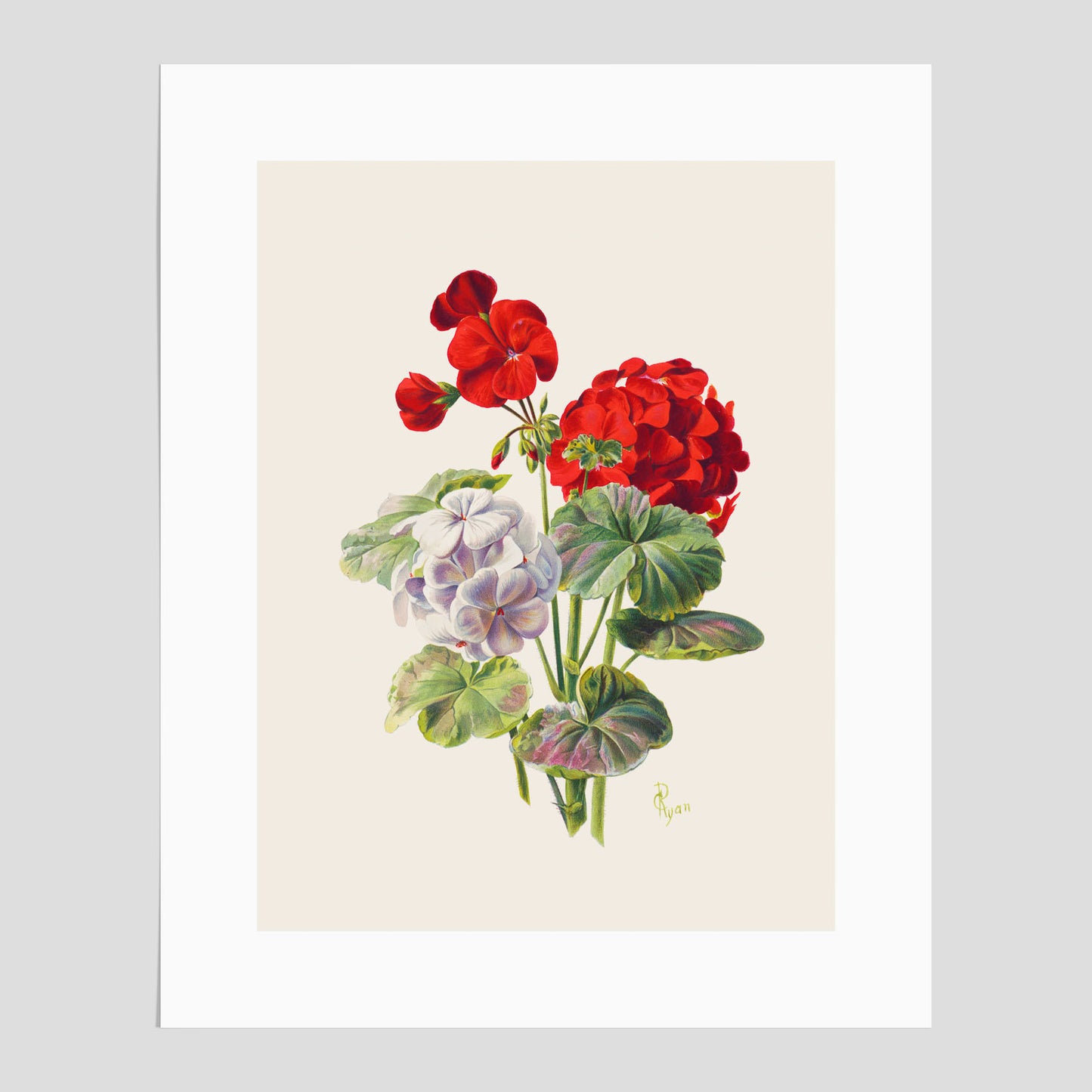 En botanisk vintageposter med en illustration av en geraniumväxt med röda och vita blommor ritad av Charles Ryan