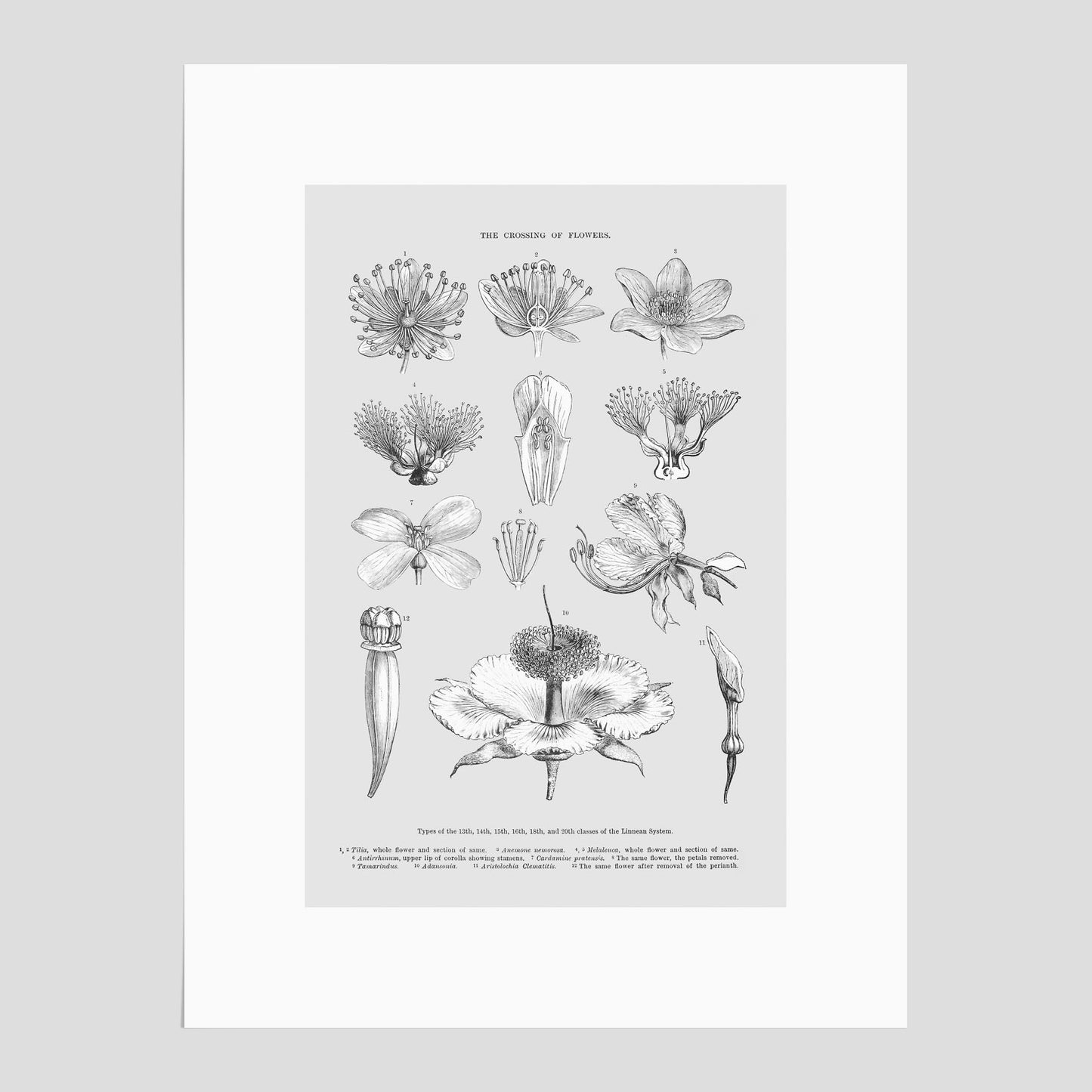 En vintageposter som föreställer blommor utifrån Linnésystemet (även kallad Linnés sexualsystem)