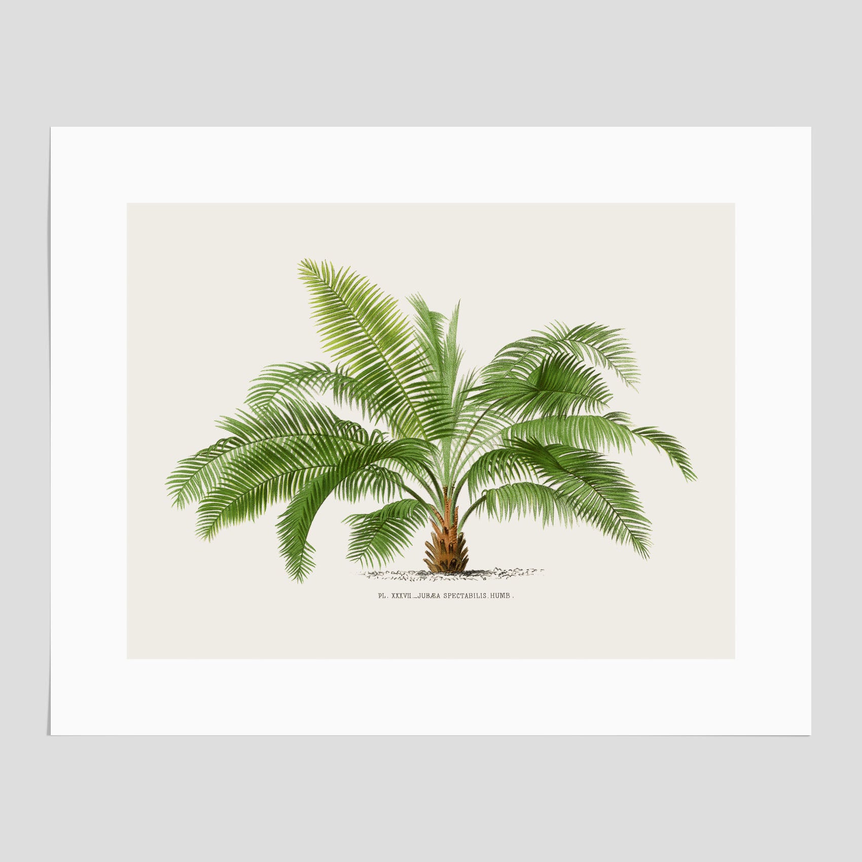 Botanisk vintageposter med en illustration av ett palmträd, ritad av Pieter Joseph de Pannemaeker